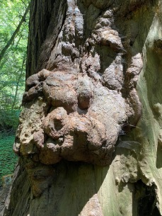 tree face 4