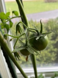 b indoor tomato