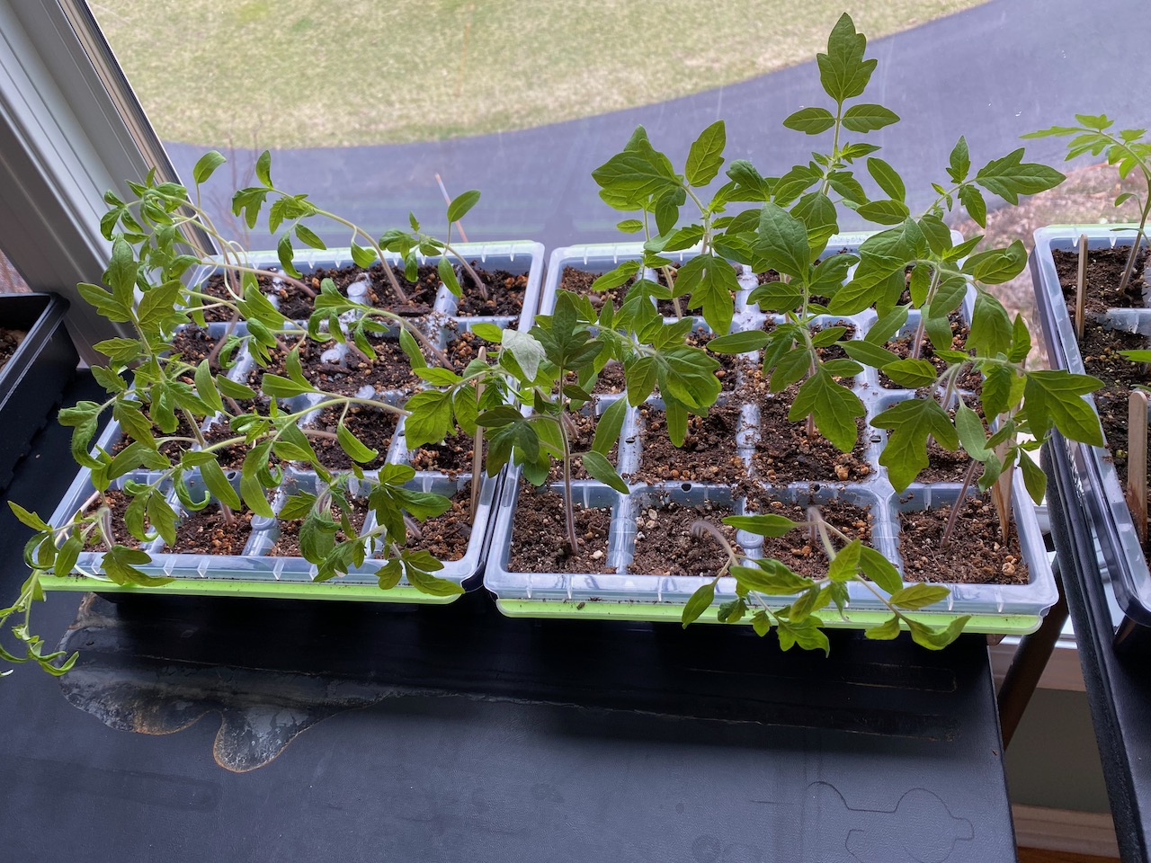 b tomato seedlings