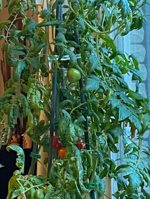 b indoor tomatoes