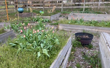 b tulip farm